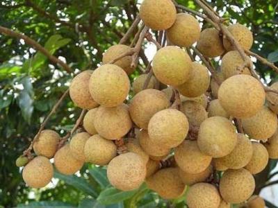 吃桂圓有什么好處和壞處