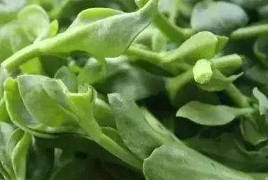 田七菜的功效與禁忌