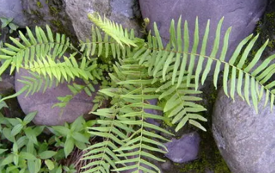 地蜈蚣草的功效與作用