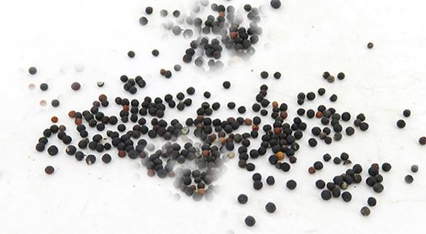 王不留行可以經(jīng)常吃嗎？三個(gè)王不留行的副作用