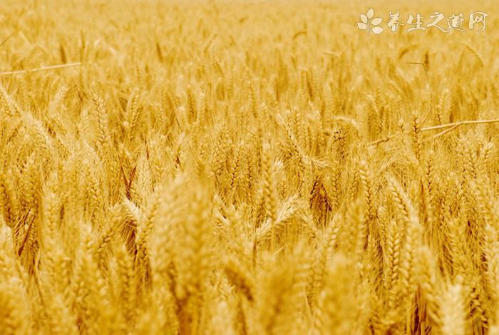 涼開水泡茶降血糖嗎