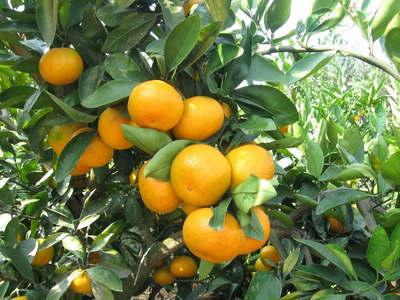 橘子學名：橘子，英文：orange