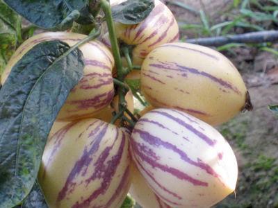 人參果學名：人參果，英文：Ginseng fruit