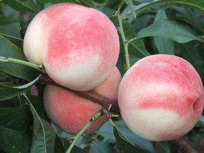 桃學名：桃，英文：peach