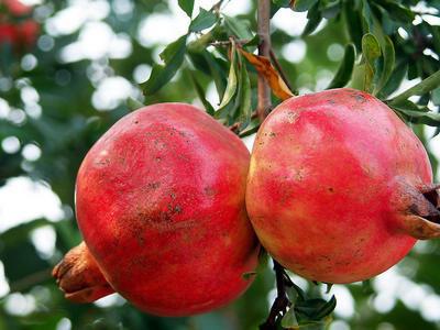 石榴學名：石榴，英文：Pomegranate