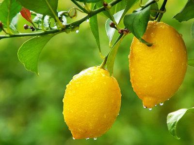 檸檬學(xué)名：檸檬，英文：lemon