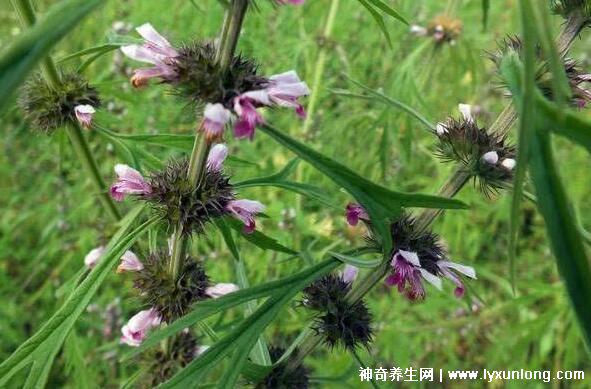 益母草是墮胎滑胎最兇的食物，誤服致胎兒畸形(大劑量的副作用)