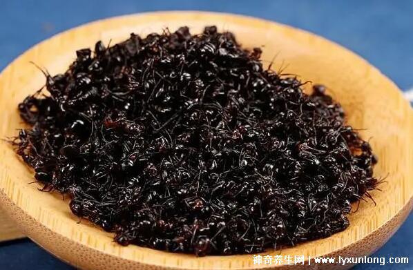 黑螞蟻治療類風濕配方，螞蟻消痹湯(類風濕性關節炎的克星)