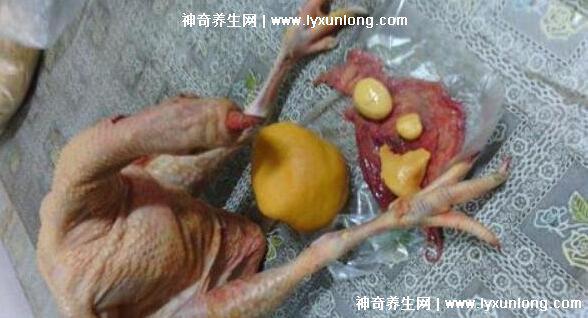 牛黃是什么東西多少錢一克，牛膽囊的膽結石500元/克(圖片)