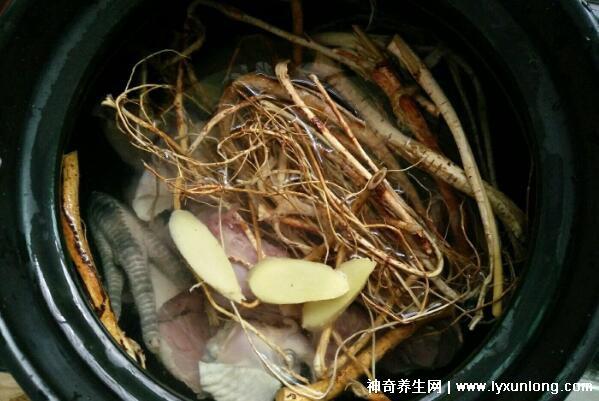 五指毛桃的副作用太大了，中毒反應肝損傷7大危害(六種人不宜吃)