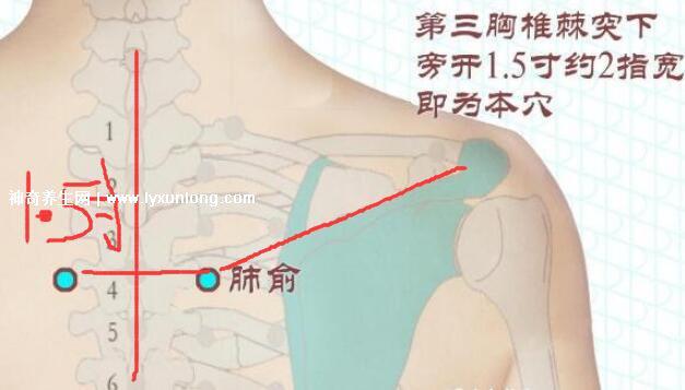 穴位肺俞的準(zhǔn)確位置圖片和功效，2個(gè)找肺俞最笨方法(止咳化痰)