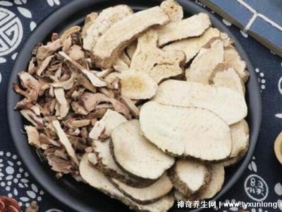 喝澤瀉白術一個月瘦多少斤，10斤起步適合肥胖癥(附減肥配方)