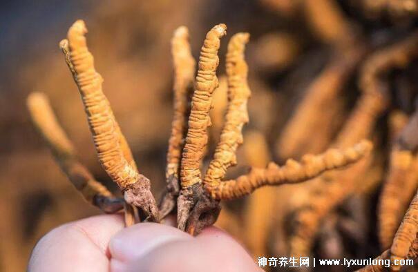 野生蟲草多少錢一斤，幾萬至十萬元以上(與產(chǎn)地/采集時(shí)間有關(guān))