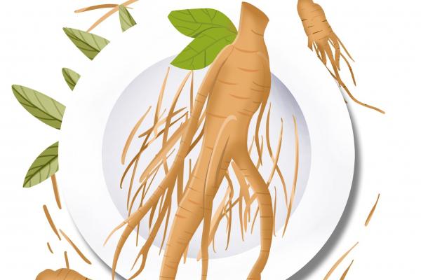 野山參的功效和吃法