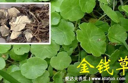 4種化結石的草藥，金錢草是最常用的排石藥(腎結石疼痛部位圖)