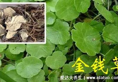 4種化結石的草藥，金錢草是最常用的排石藥(腎結石疼痛部位圖)