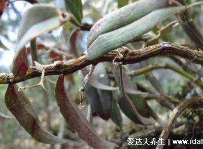 石斛適合多少歲吃，結合功效來看適宜老年人(太小的孩子不建議)