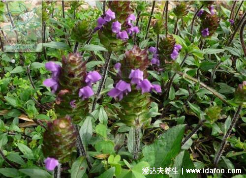 5種夏枯草的圖片，夏枯草的功效與作用及食用方法