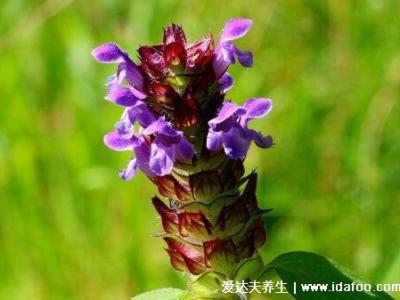 5種夏枯草的圖片，夏枯草的功效與作用及食用方法